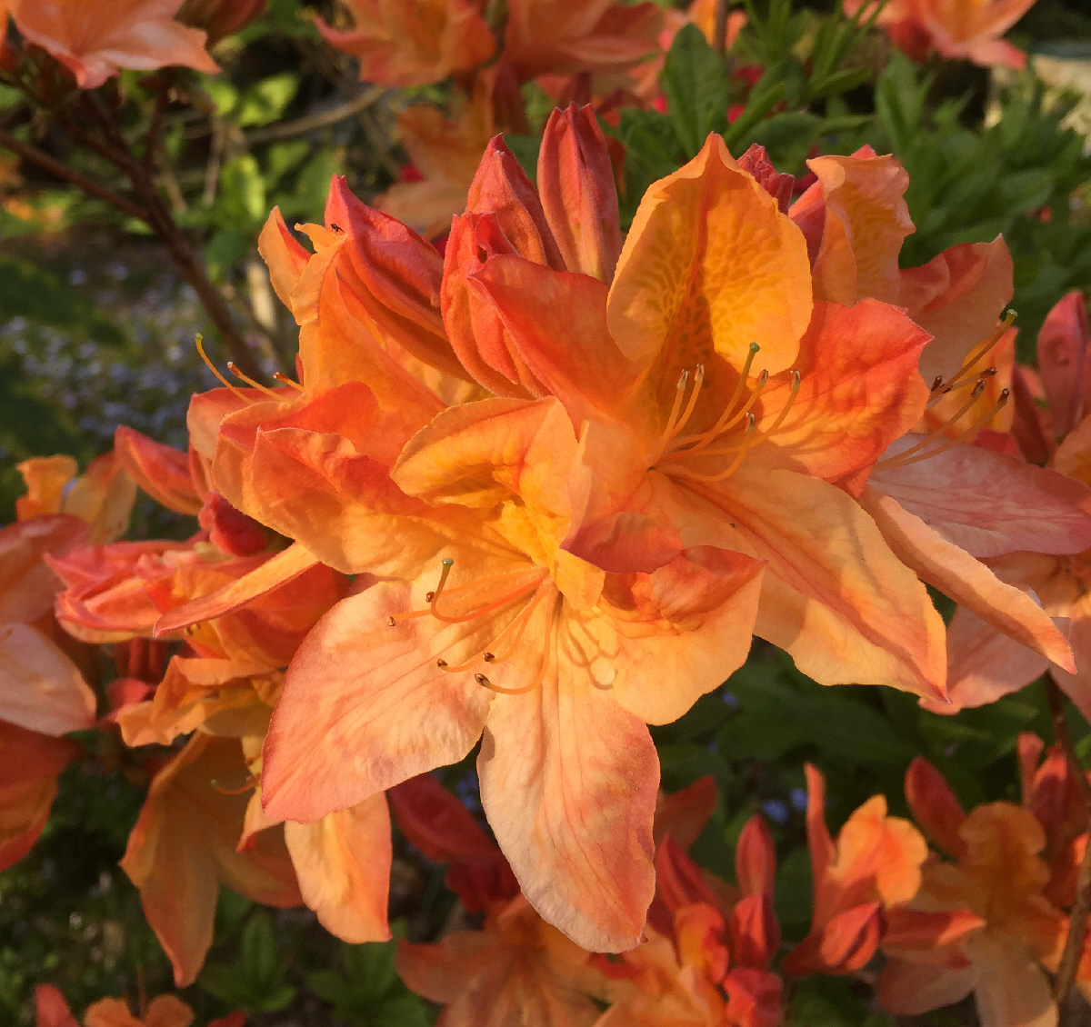 Unknown hybrid